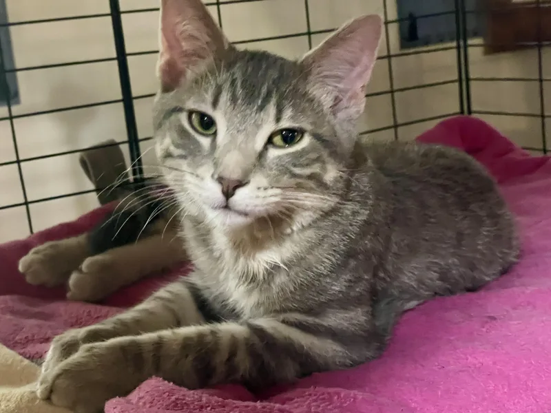 A baby medium-sized male Tabby (Gray / Blue / Silver) Domestic Short Hair cat named Gordie for adoption in Lacon, IL