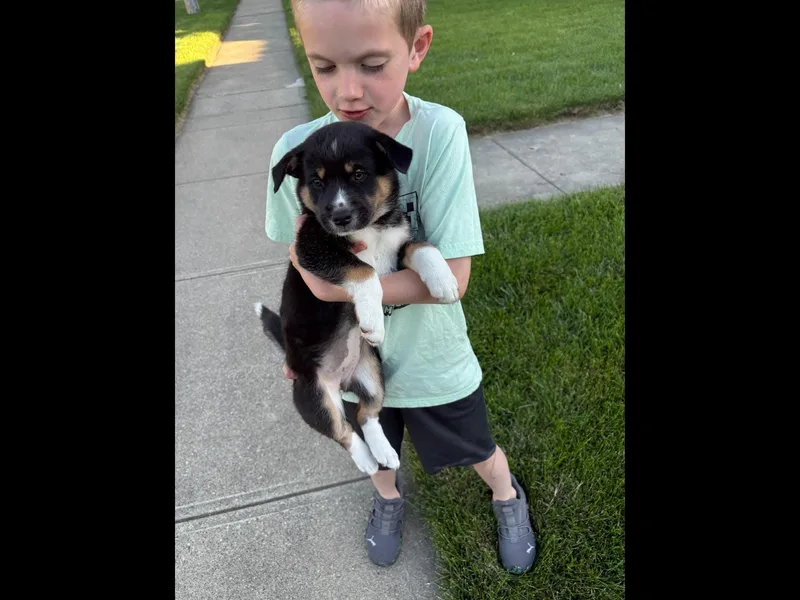 A baby medium-sized female Tricolor (Brown, Black, & White) Labrador Retriever dog named Star for adoption in Sioux City, IA