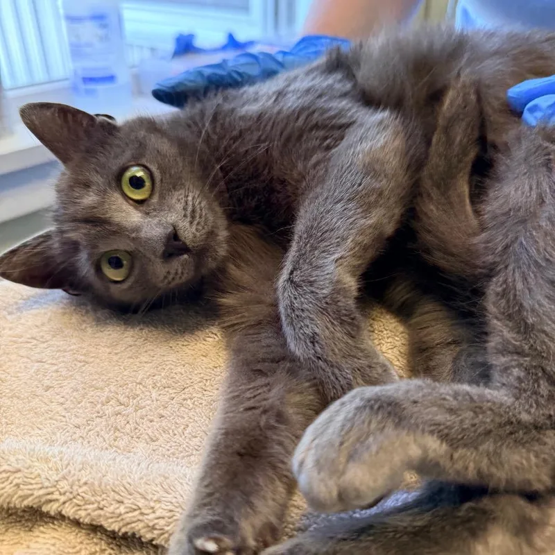 An adult medium-sized female Gray / Blue / Silver Domestic Short Hair cat named Sylvanas for adoption in East Smithfield , PA