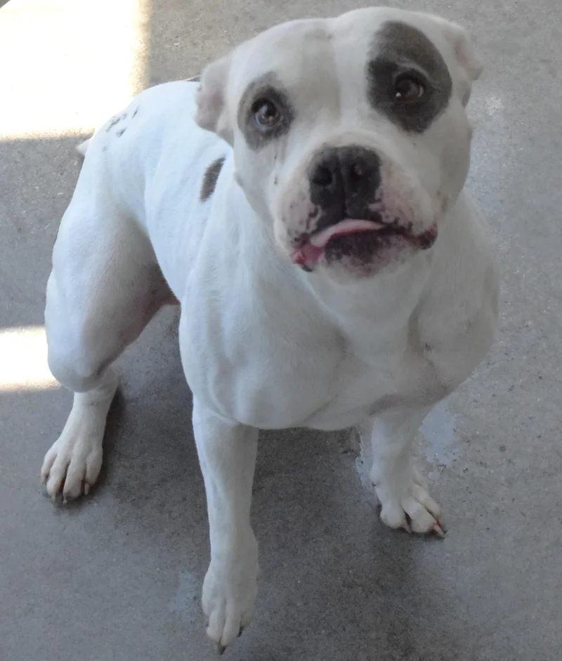 An adult medium-sized female White / Cream Pit Bull Terrier dog named 22439 for adoption in Broken Arrow, OK