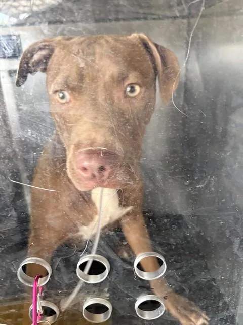 A young medium-sized male Mixed Breed dog named Steven for adoption in Dallas, TX