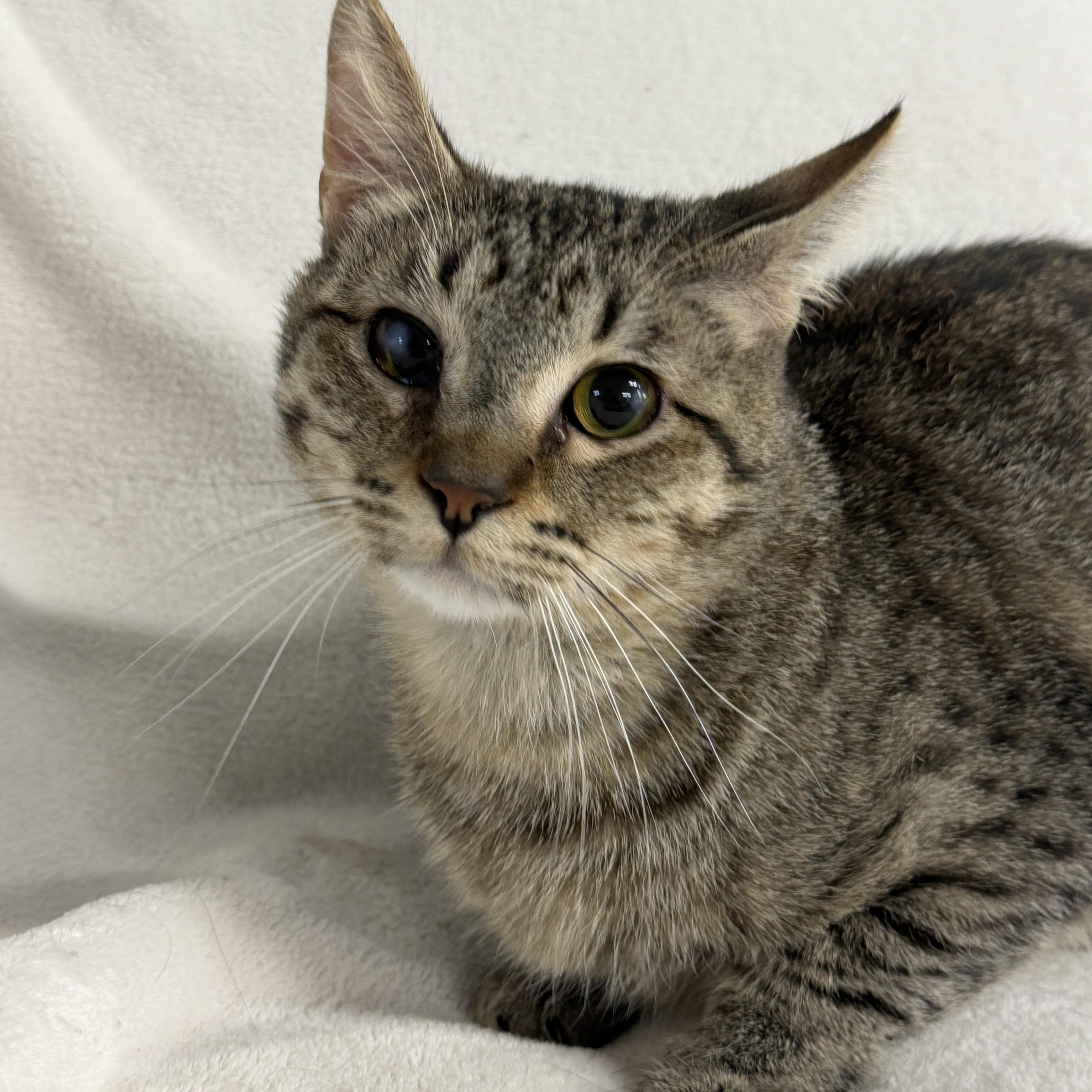 A young medium-sized male Domestic Short Hair cat named Axel for adoption in Auburn, NE