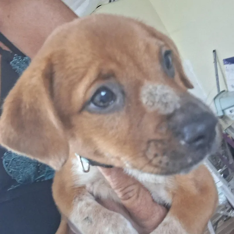 A baby medium-sized female Cattle Dog dog named Holly for adoption in Morriston, FL