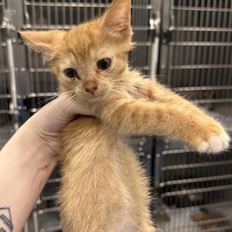 A baby small-sized male Orange / Red Domestic Short Hair cat named Beggin' for adoption in Greensboro, NC