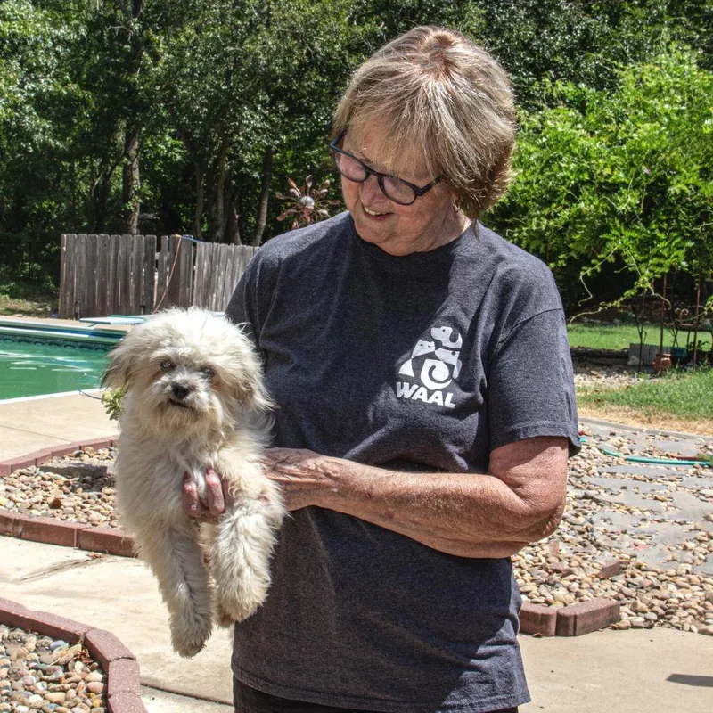A baby small-sized female Yellow / Tan / Blond / Fawn Schnauzer dog named Mochi for adoption in Wichita, KS