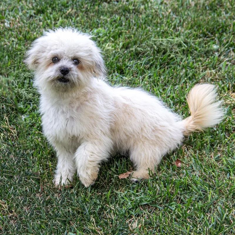 Mochi thumbnail 3