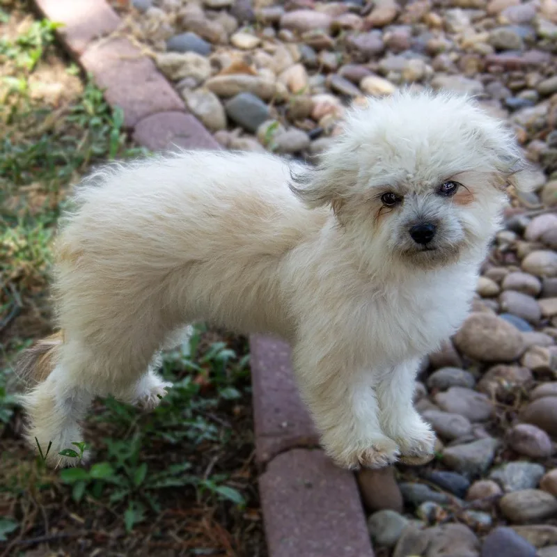 Mochi thumbnail 6