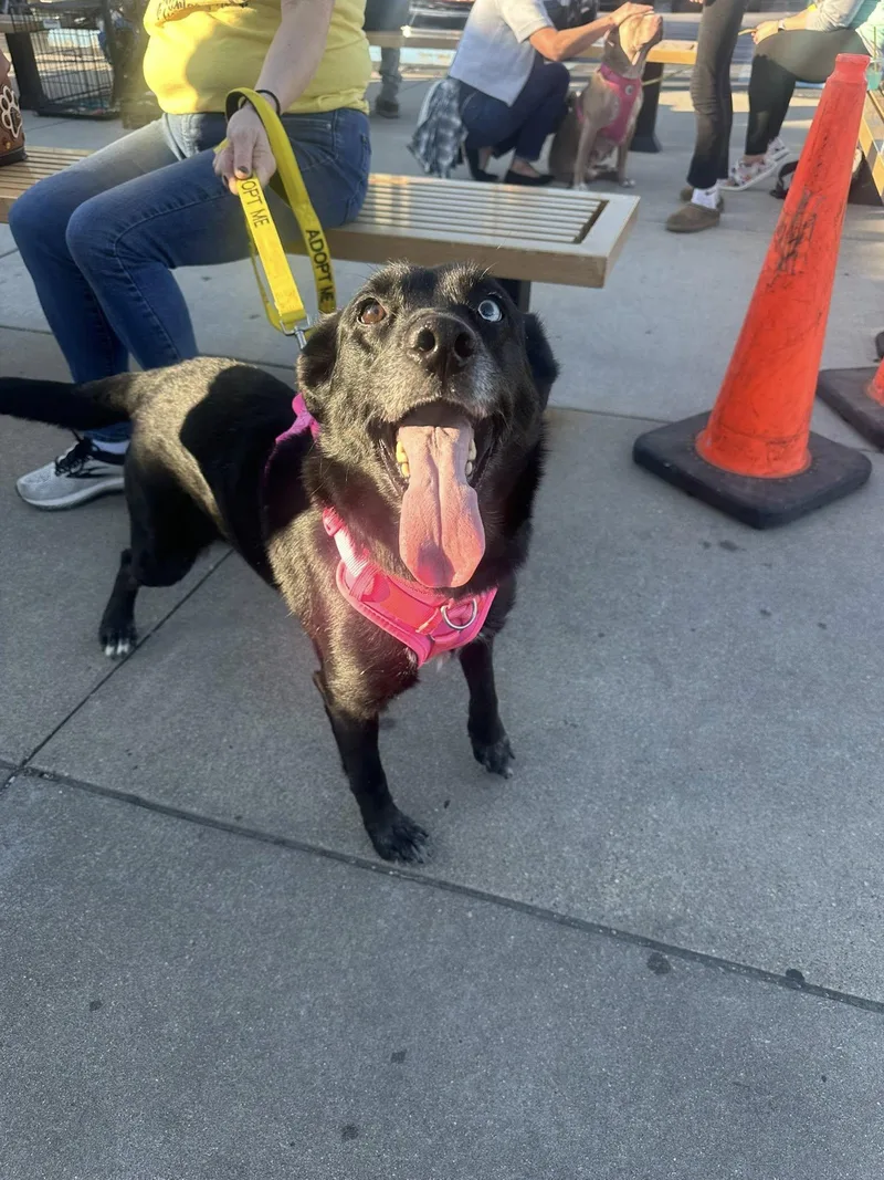 A senior large-sized female German Shepherd Dog dog named Lola for adoption in Terre Haute, IN