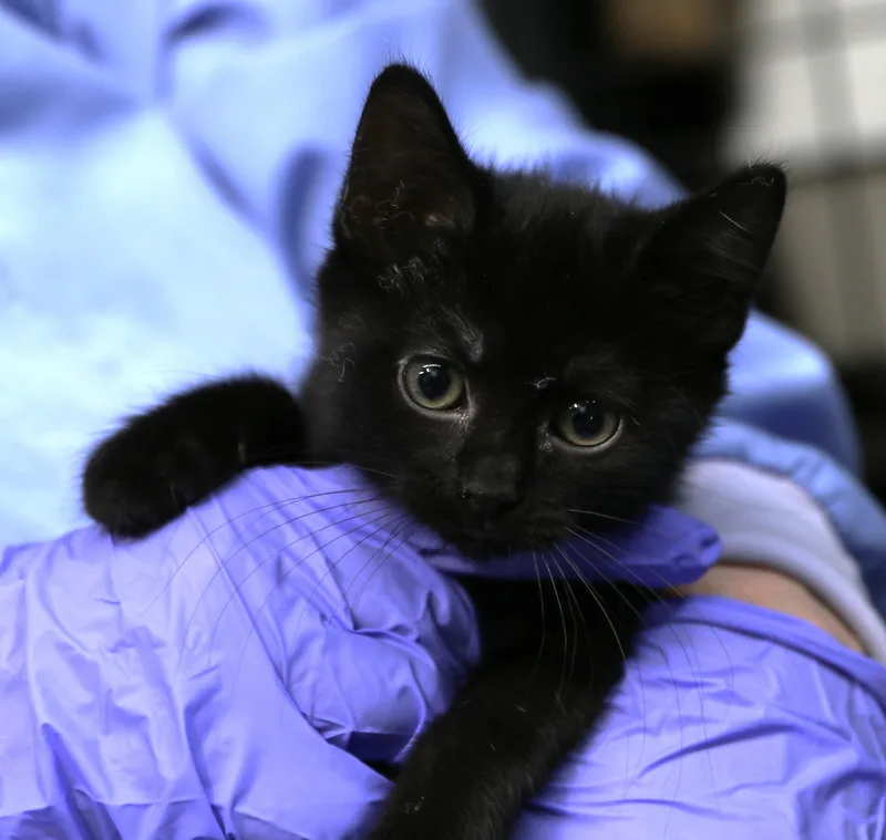 A baby medium-sized female Black Domestic Short Hair cat named Hoshi for adoption in Cut Bank, MT