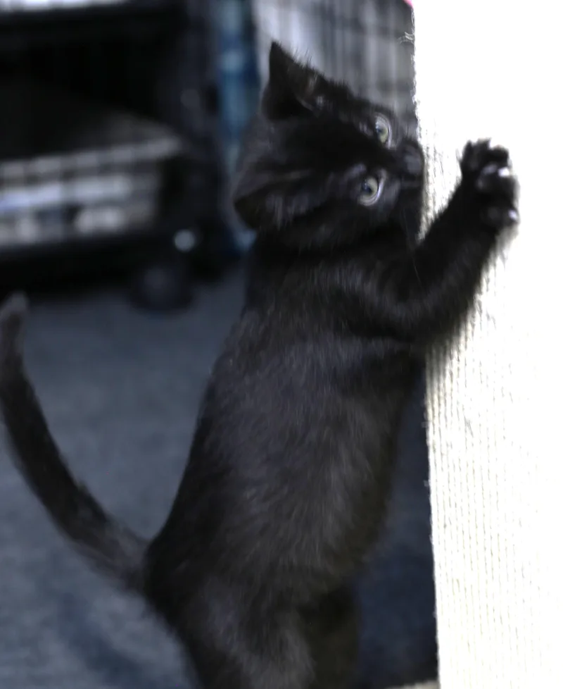 Hoshi thumbnail 6