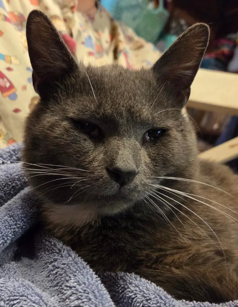 An adult small-sized male Domestic Short Hair cat named Winston for adoption in Rutherfordton, NC
