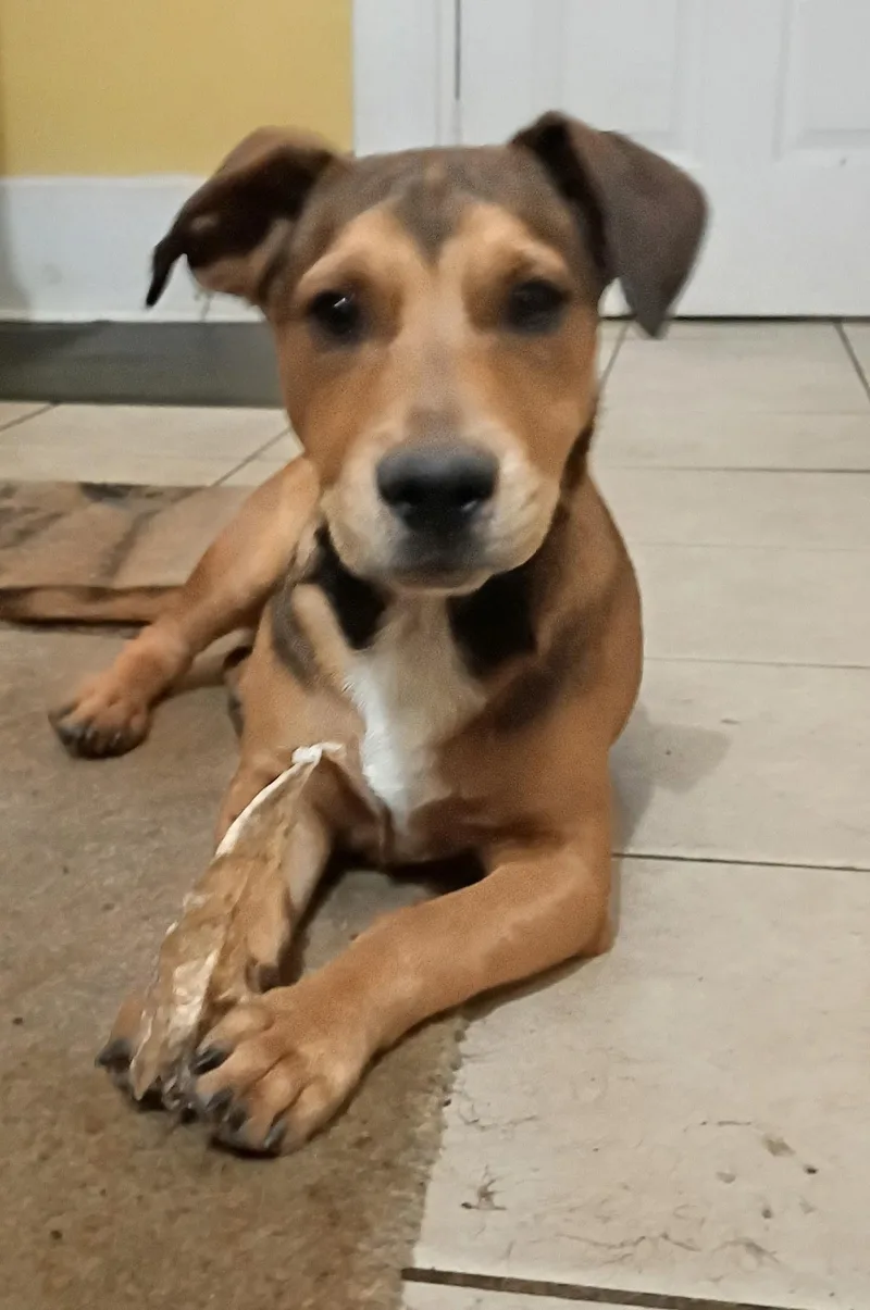 A baby small-sized male Dachshund dog named Plum for adoption in phenix city, AL