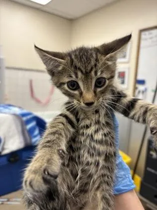 A baby small-sized male Domestic Short Hair cat named Edgar Allen Poe for adoption in Palm Coast, FL