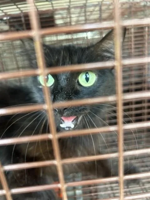 A young medium-sized female Domestic Short Hair cat named A for adoption in Houston, TX