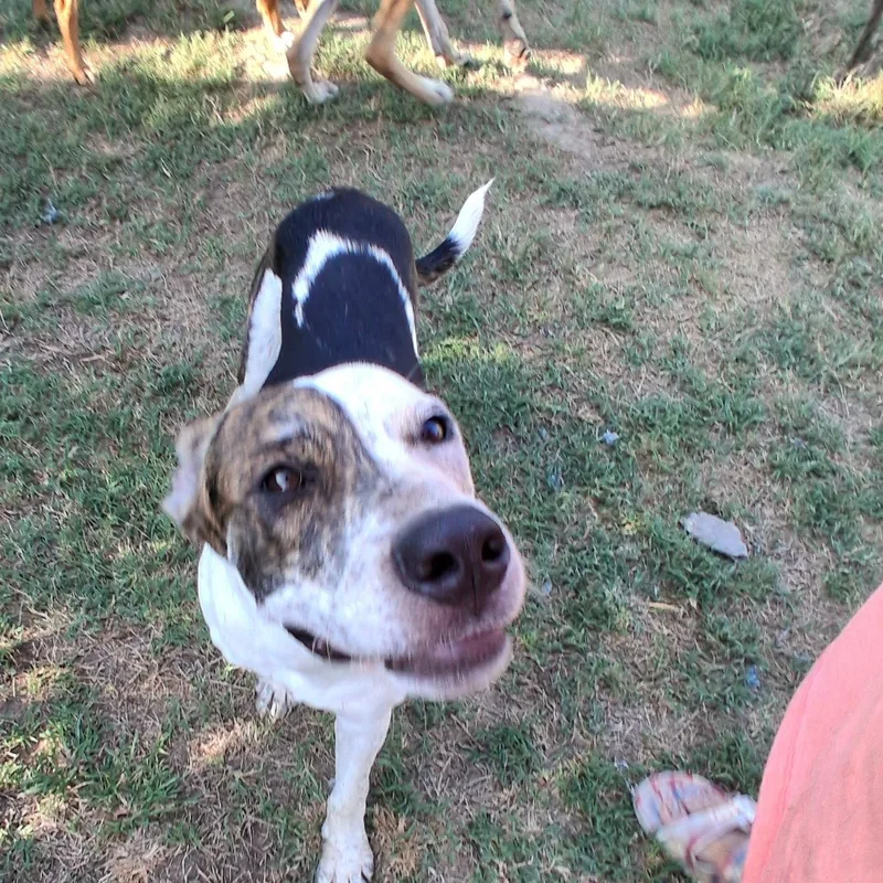 Auggie thumbnail 6