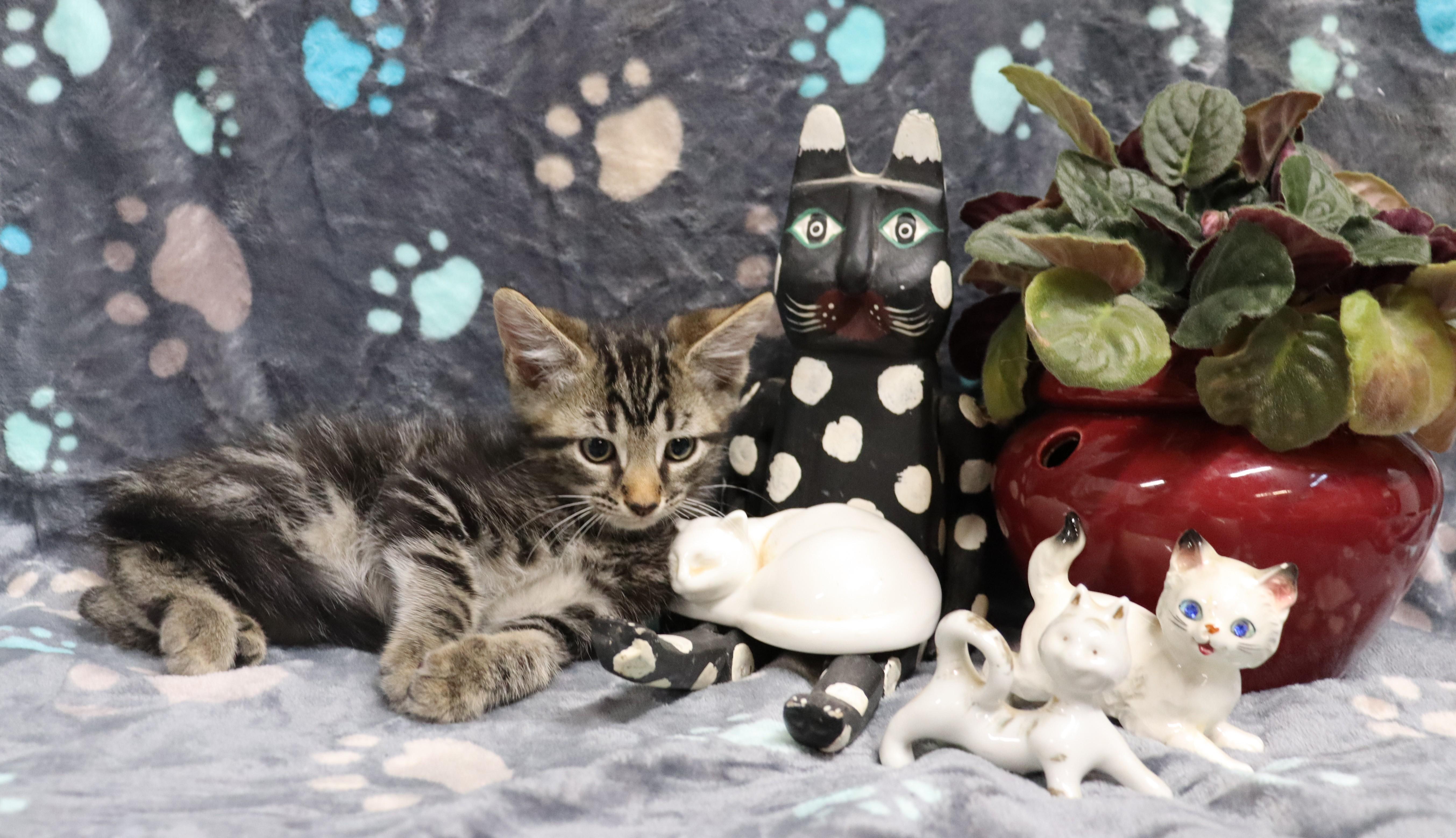A baby medium-sized male Tabby (Gray / Blue / Silver) Tiger cat named Moe for adoption in Winchester, TN