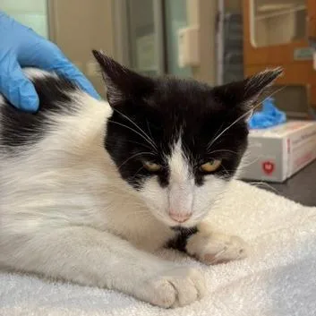 An adult medium-sized female Black Domestic Short Hair cat named Wanda for adoption in Murray, UT