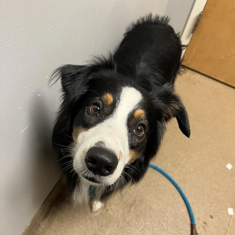 An adult medium-sized male Black Mixed Breed dog named Bash for adoption in Chattanooga, TN