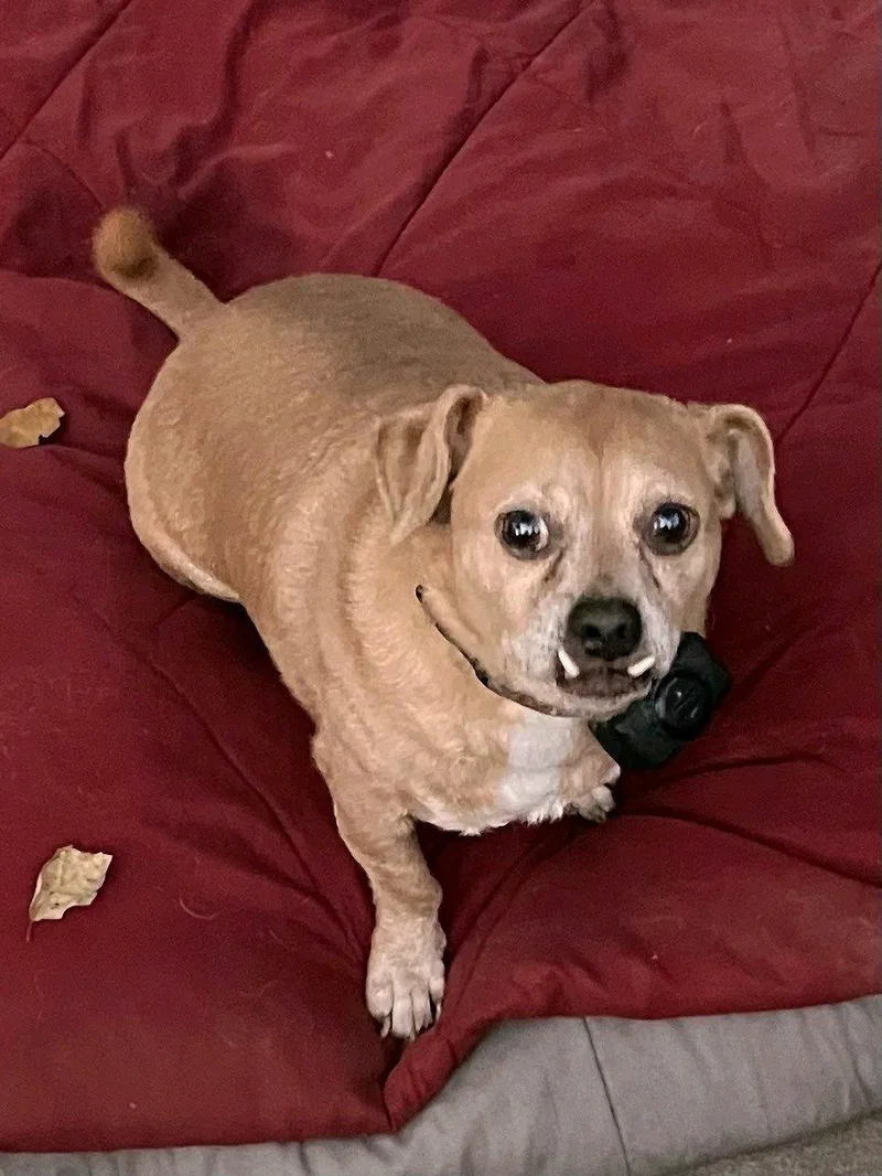 A senior small-sized male Apricot / Beige Chihuahua dog named Brownie for adoption in Monrovia , CA