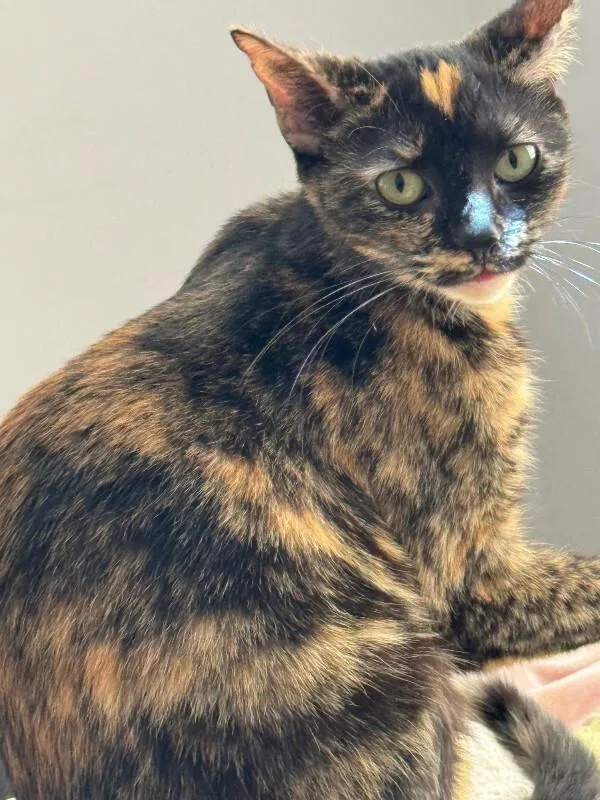 An adult medium-sized female Tabby (Buff / Tan / Fawn) Domestic Short Hair cat named Monica for adoption in Cincinnati, OH