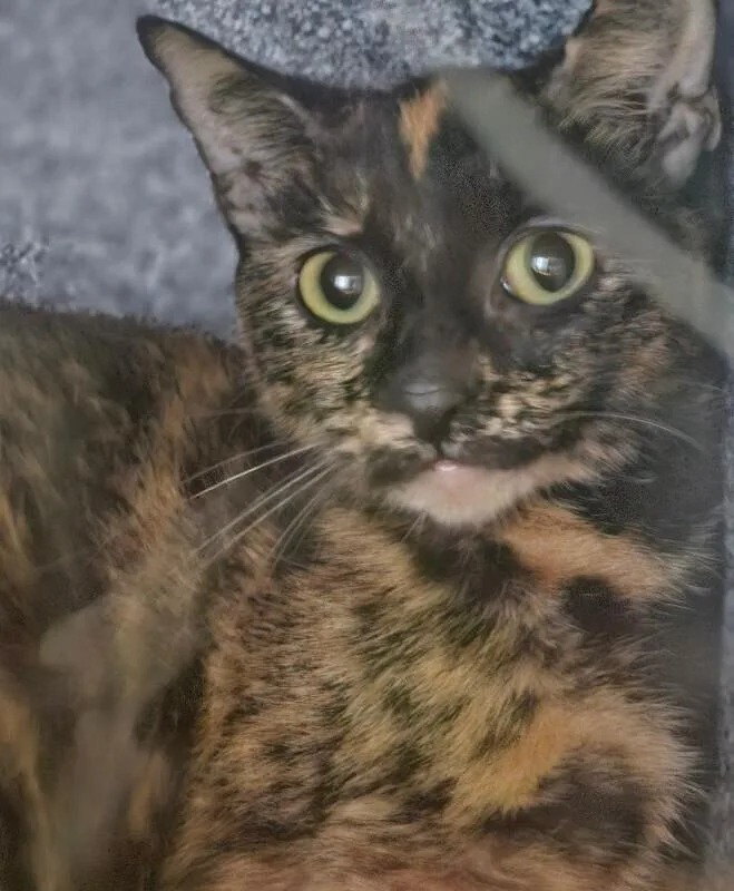 Monica thumbnail 3