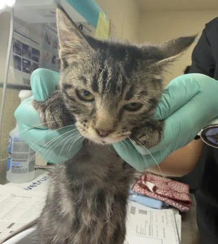A baby small-sized female Domestic Short Hair cat named Bella for adoption in Riverside, CA