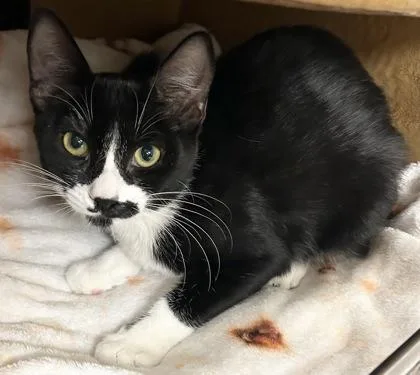 An adult small-sized female Domestic Short Hair cat named Starlight for adoption in Phoenix, AZ