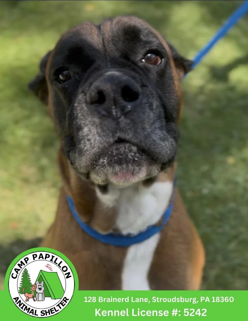 A young medium-sized male Boxer dog named King for adoption in Stroudsburg, PA