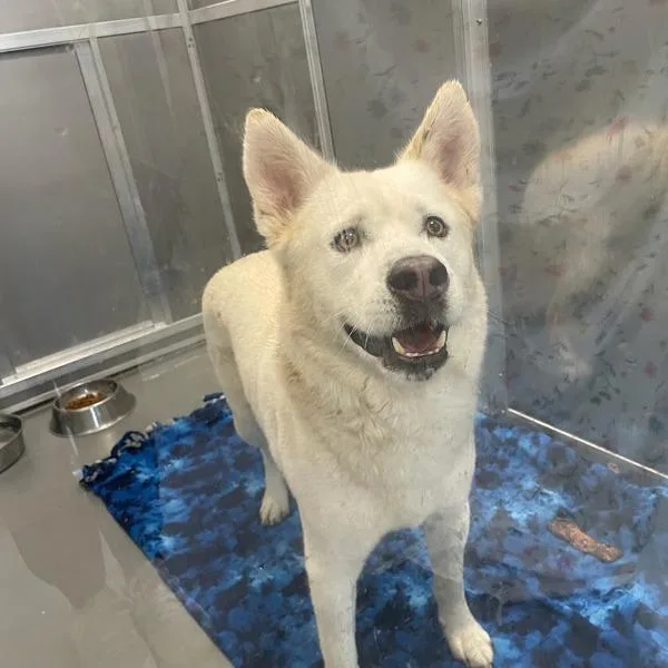 An adult large-sized male Siberian Husky dog named Dex for adoption in Des Moines, IA