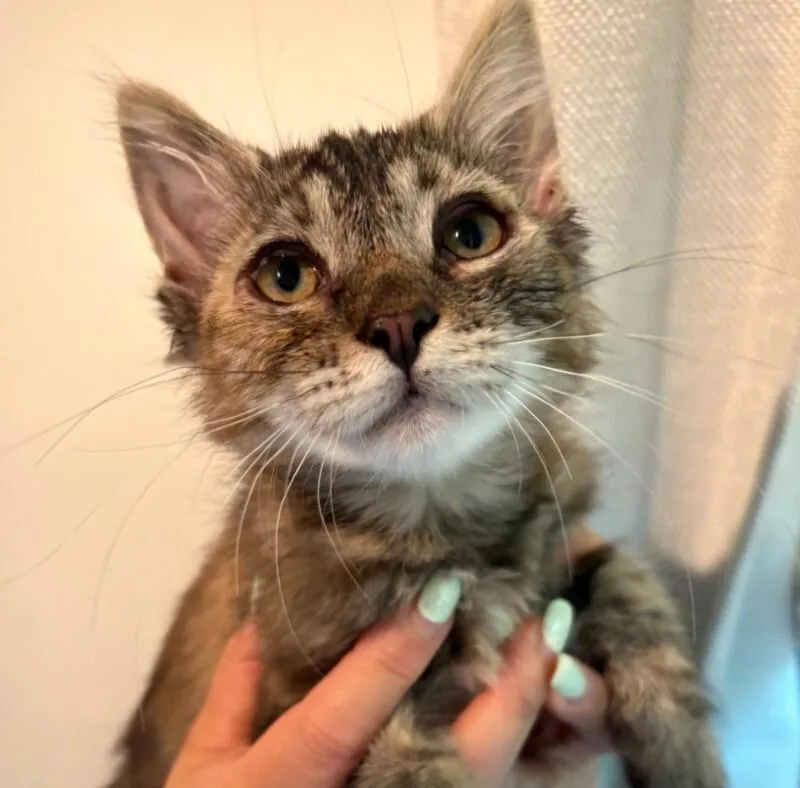 A young medium-sized female Tabby (Buff / Tan / Fawn) Tabby cat named KDolly for adoption in Kennewick, WA