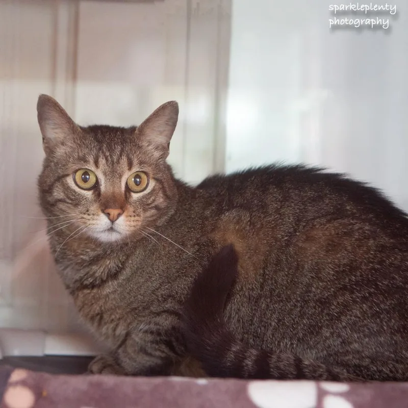 A young medium-sized male Tabby (Brown / Chocolate) Domestic Short Hair cat named Ralphie for adoption in Ridgefield, CT