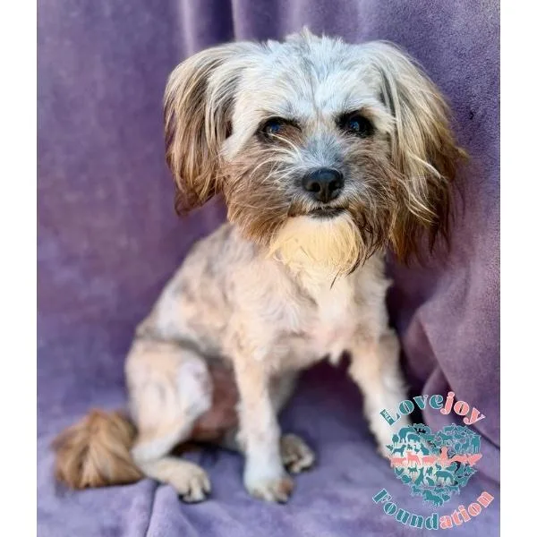 A young small-sized female Shih Tzu dog named Lemonade COH for adoption in Inglewood, CA