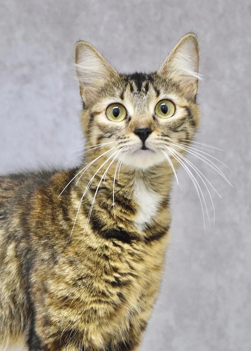 A young medium-sized female Torbie Domestic Medium Hair cat named Isabella for adoption in Dublin, CA