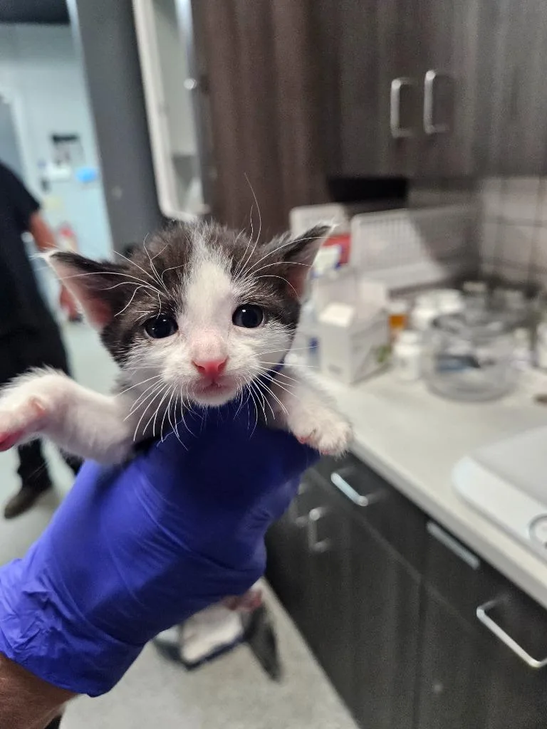 A baby medium-sized male Domestic Short Hair cat named Tom for adoption in Huntington, IN