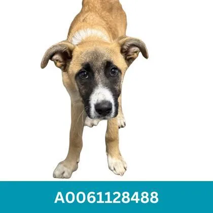 A baby large-sized female Yellow / Tan / Blond / Fawn Anatolian Shepherd dog named Gwenda for adoption in Red Bluff, CA