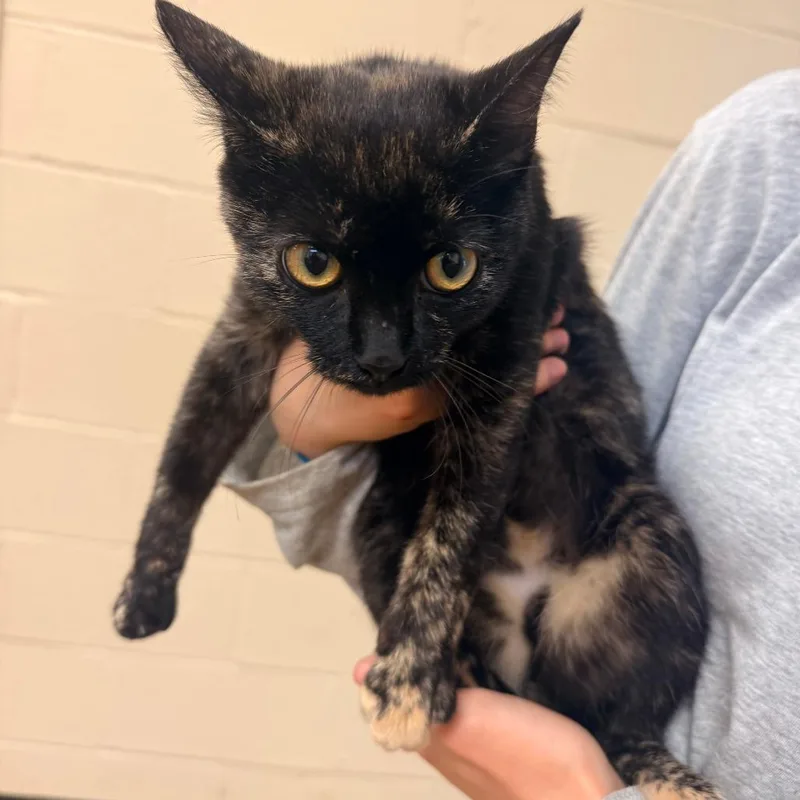 An adult medium-sized female Tortoiseshell Domestic Short Hair cat named Goldie for adoption in Corinth, MS