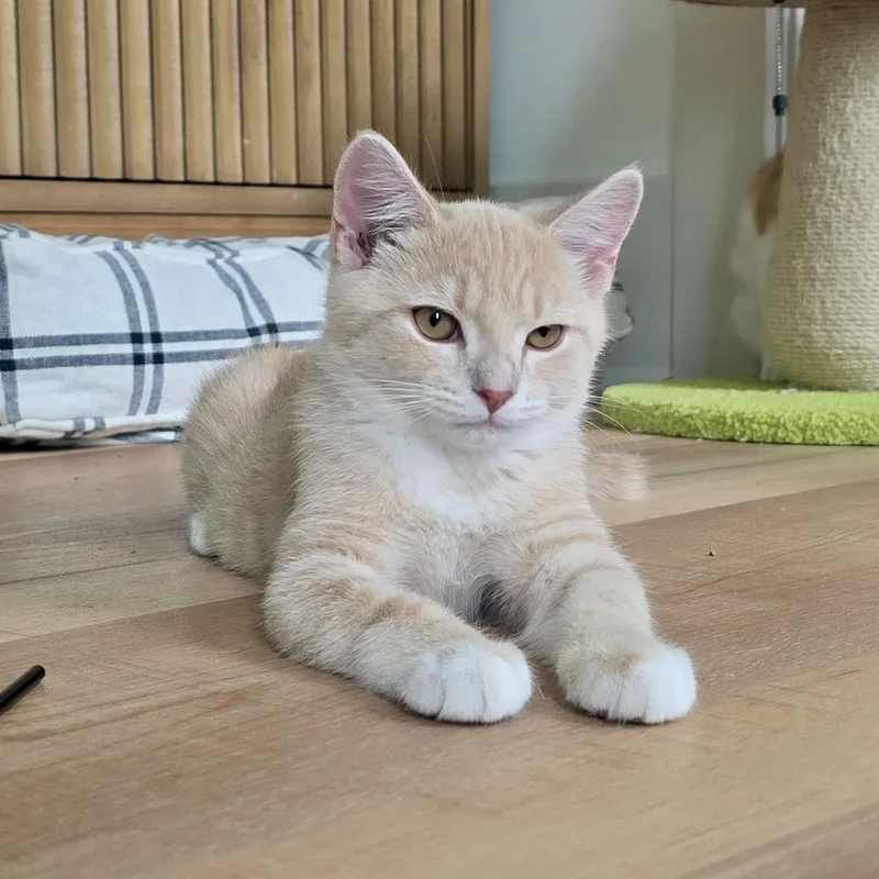 A baby small-sized male Buff & White Domestic Short Hair cat named Chord for adoption in Richmond, VA