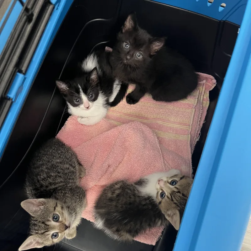 Mackerel thumbnail 2