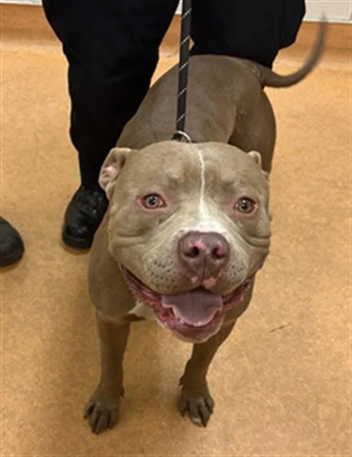 A young large-sized male Pit Bull Terrier dog named Mike Wazowski for adoption in Martinez, CA