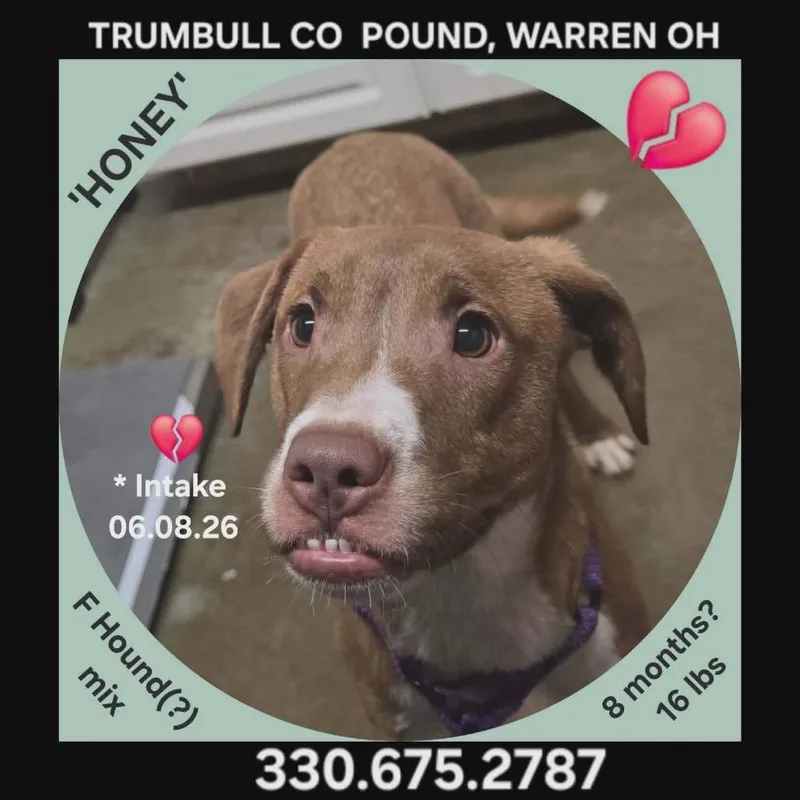 A young small-sized female Brown / Chocolate Hound dog named Honey for adoption in Novelty, OH