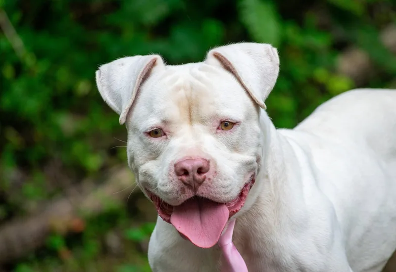 A young large-sized male White / Cream Bull Terrier dog named Piglet for adoption in Sevierville, TN