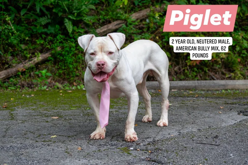 Piglet thumbnail 4