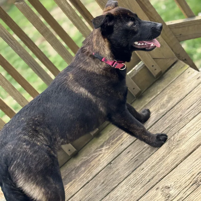 A young medium-sized female Brindle Dutch Shepherd dog named Sage for adoption in Lexington, KY
