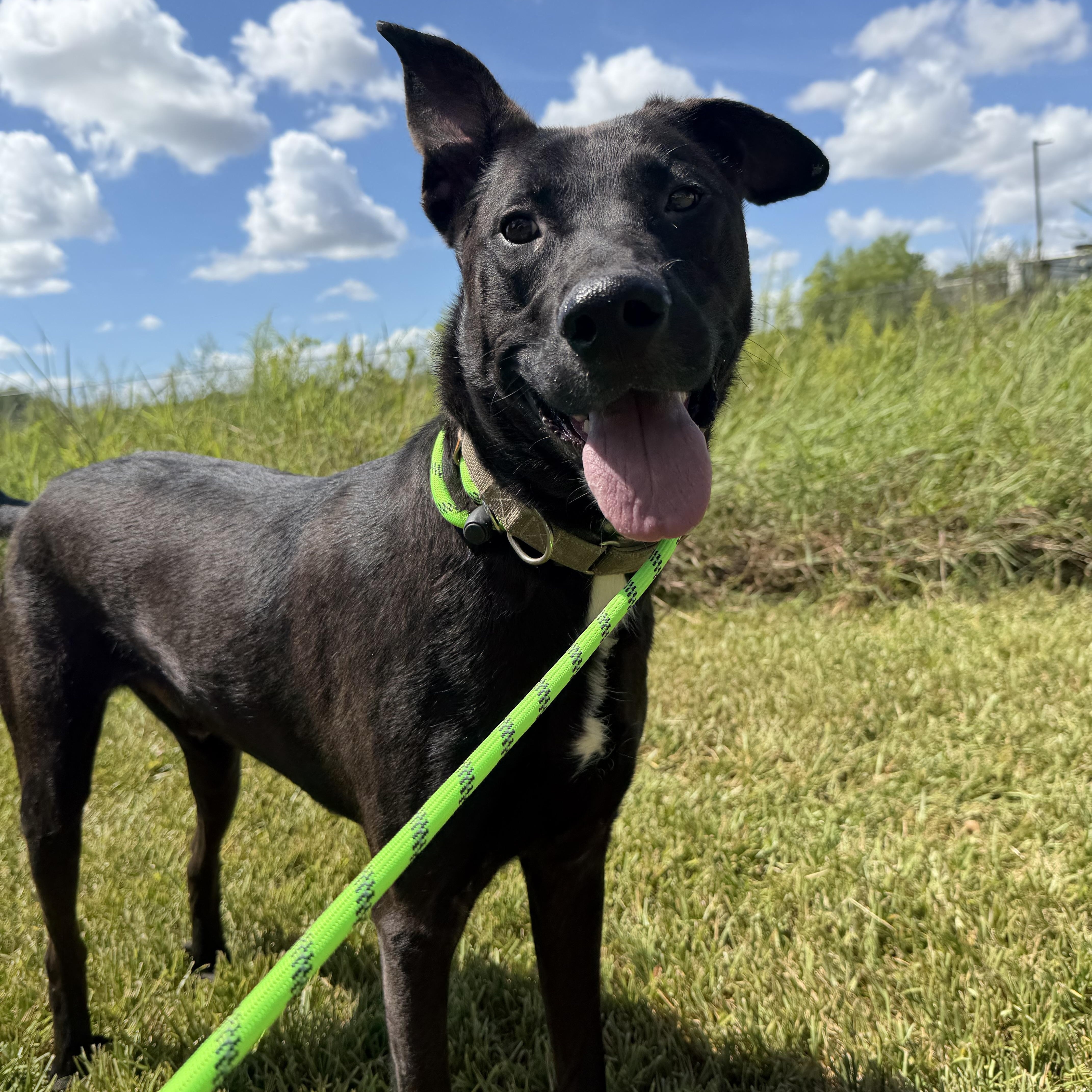 A young large-sized male Labrador Retriever dog named Drake for adoption in Pearland, TX