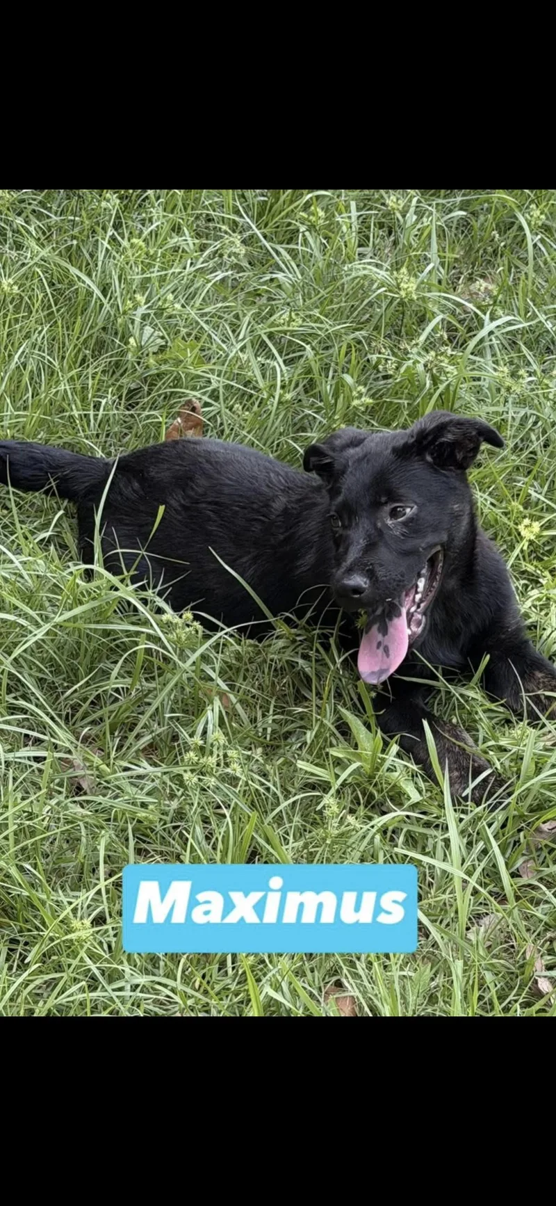 A baby medium-sized male Black Labrador Retriever dog named Maximus for adoption in seaside heights, NJ