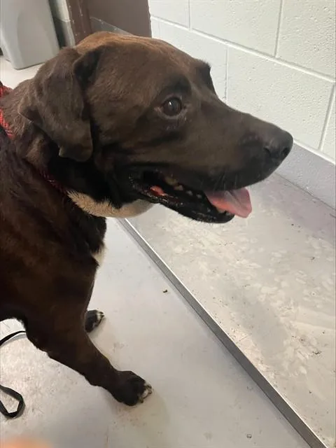 An adult large-sized male Pit Bull Terrier dog named Hector for adoption in Corpus Christi, TX