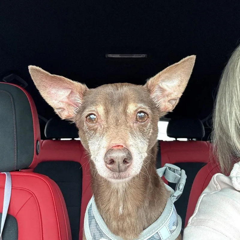 A senior small-sized male Brown / Chocolate Miniature Pinscher dog named Papi for adoption in Northville, MI