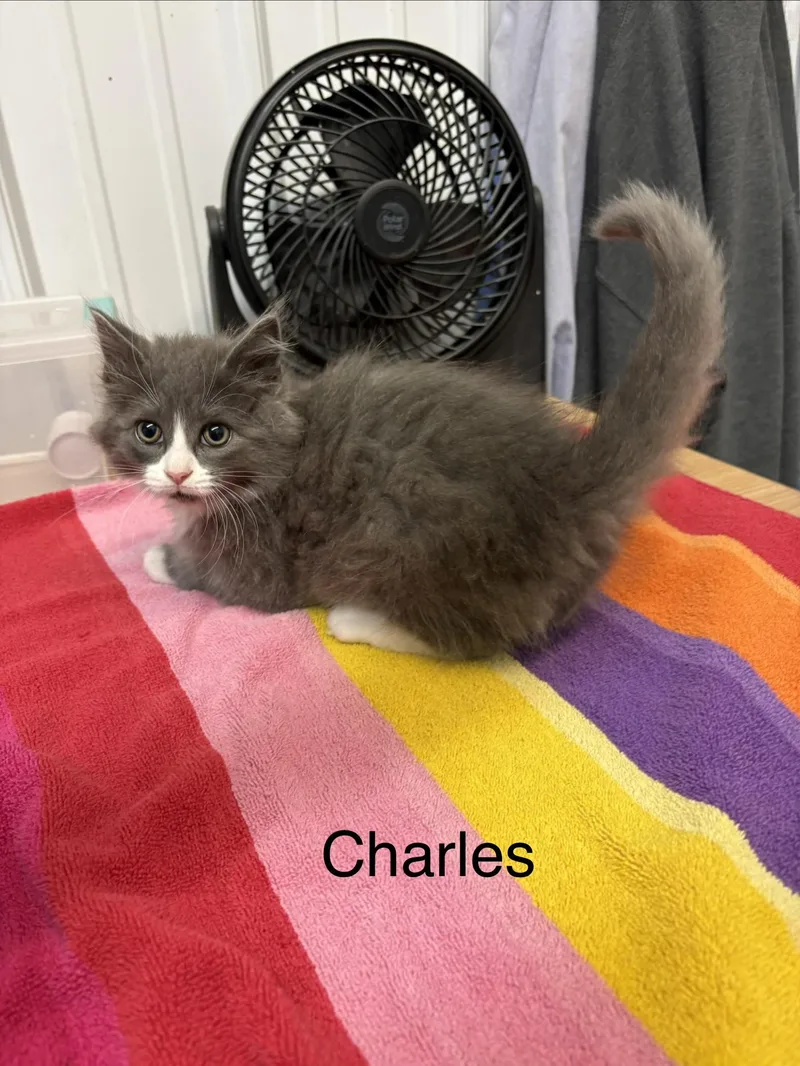 Charles