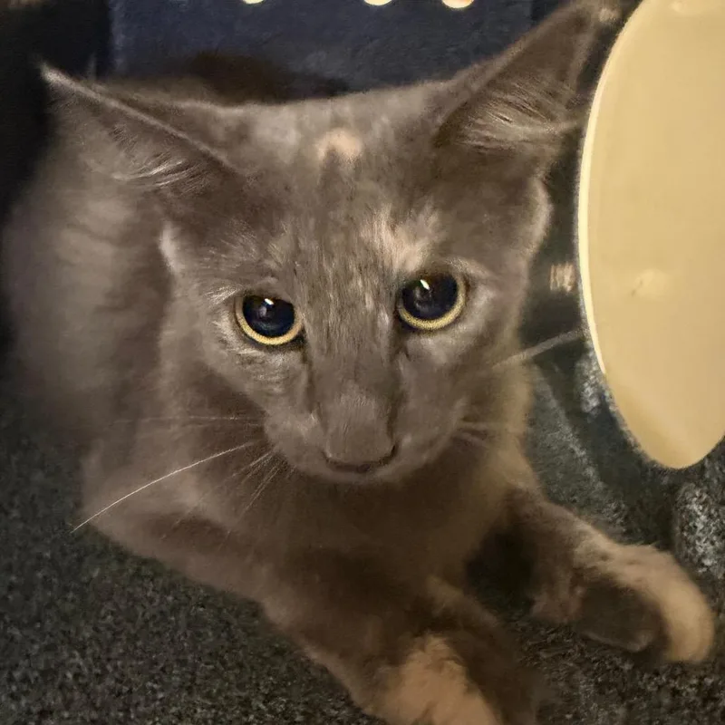 An adult medium-sized female Domestic Short Hair cat named Lilah for adoption in Birmingham, AL