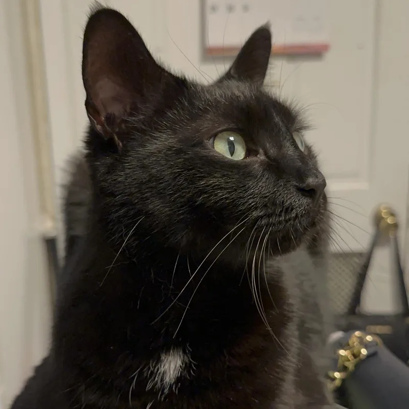 An adult medium-sized male Black & White / Tuxedo Domestic Medium Hair cat named Mio for adoption in Yonkers, NY